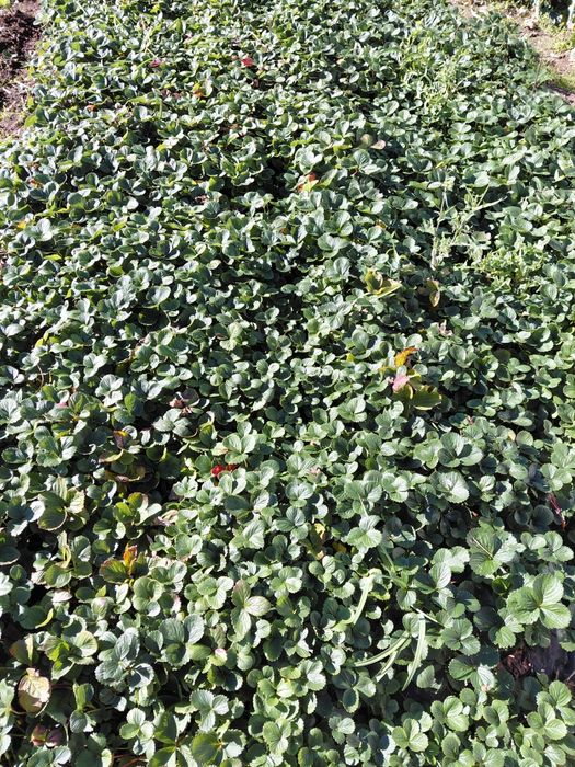 Morangos para plantar