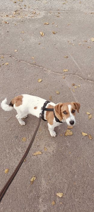 Пропала собачка в парку "Ліски"