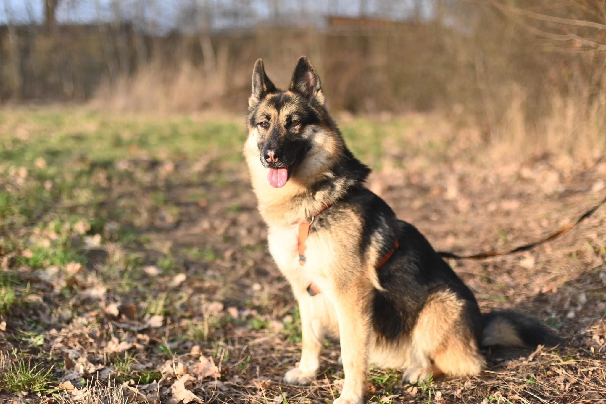 Kloe mądra, oddana indywidualistka