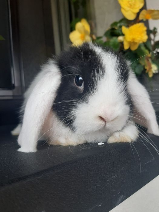 Kroliki baranek miniaturka karzełek mini lop