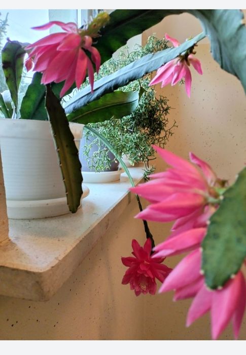 Kwiat kaktusowaty kwitnacy Epifilum Epiphyllum