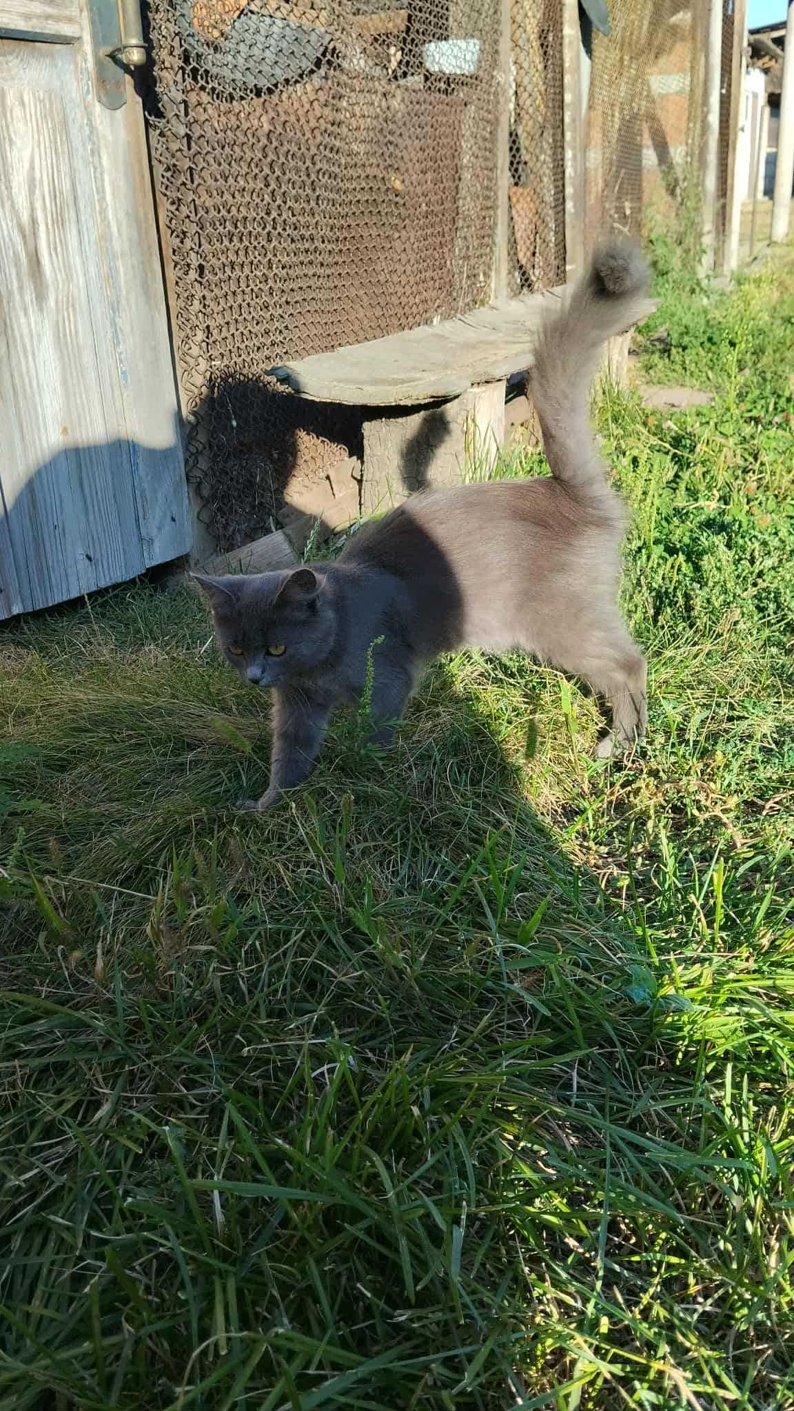 Кошеня безкоштовно