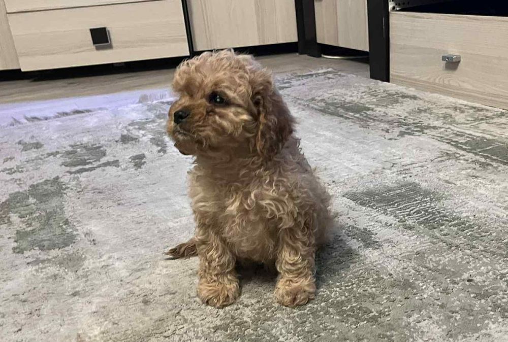 Cavapoo Piesek Red