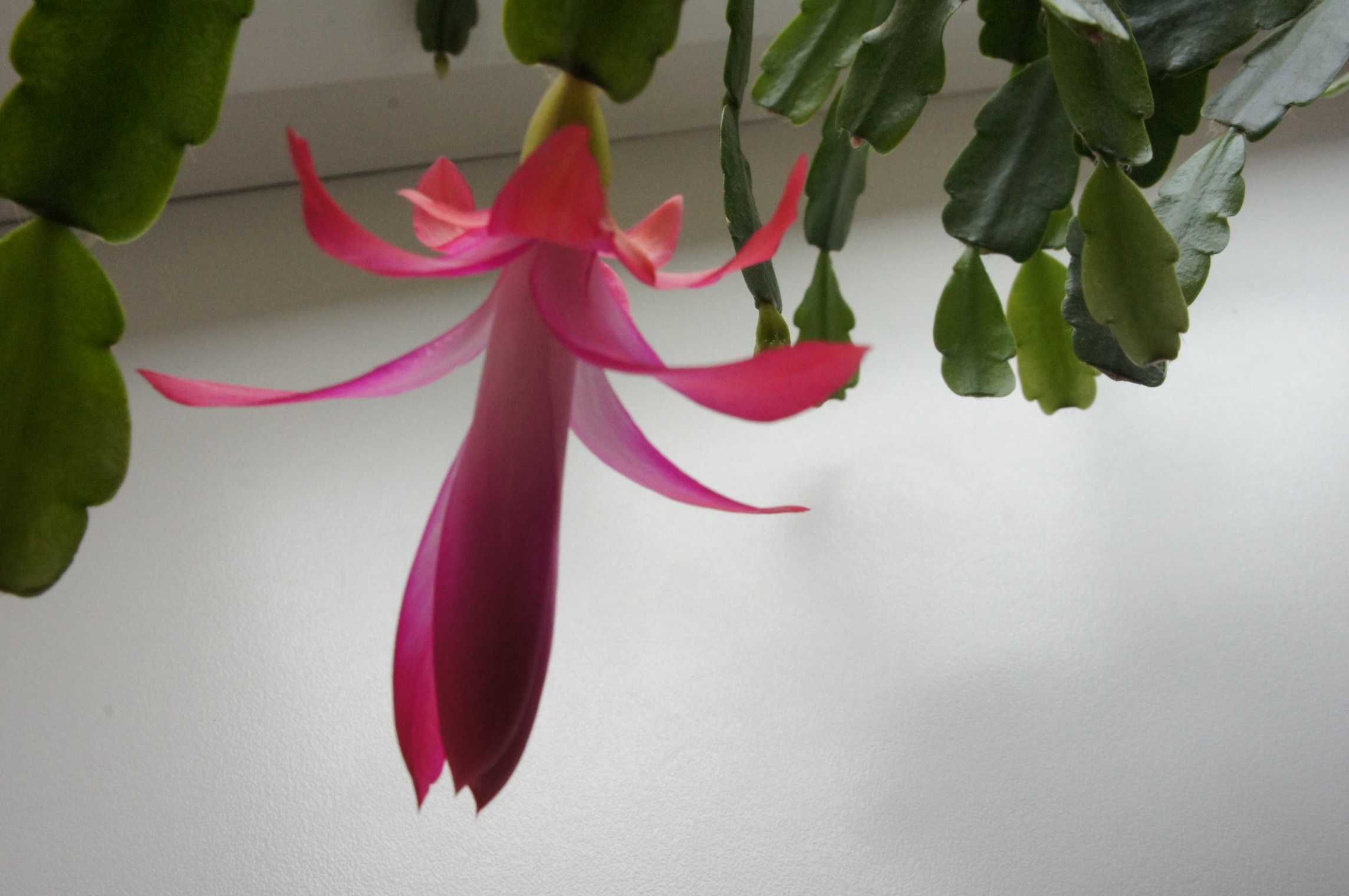 szlumbergera Schlumbergera x buckleyi zygokaktus grudnik szczepki sadz