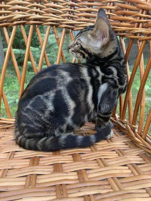 Эксклюзивный бенгальский котик 3,5 мес