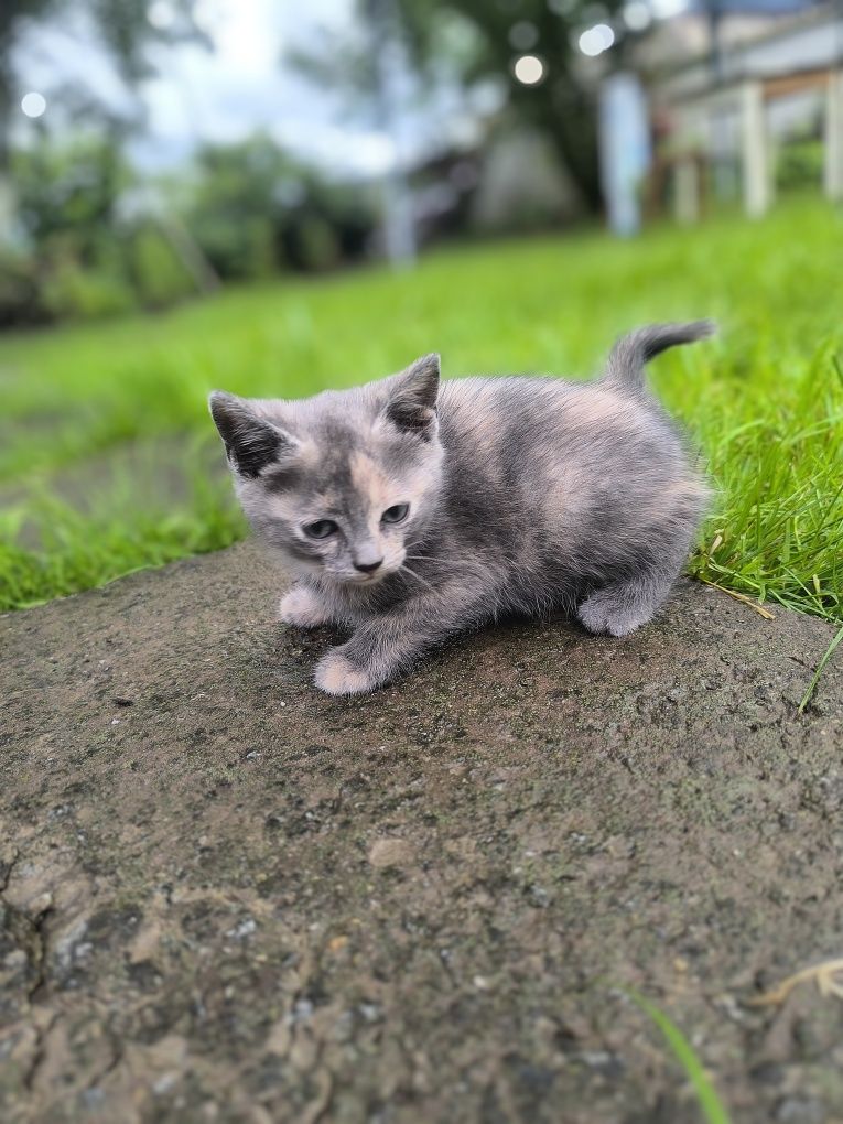 Кошенятка дівчатка, котики.