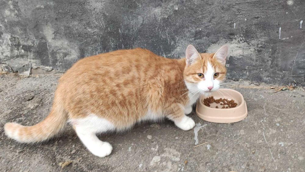 Милый молодой котик