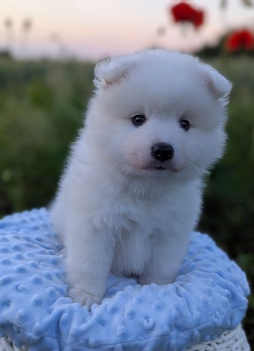 Мальчики Японского шпица