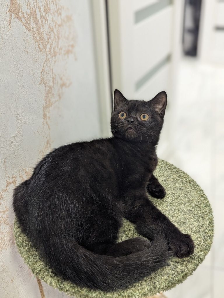 Шотландський котик