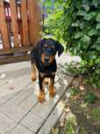 Doberman Suczka!! Gotowa do odbioru!