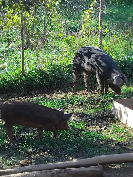 Vendo bacurita dois meses e meio tres meses