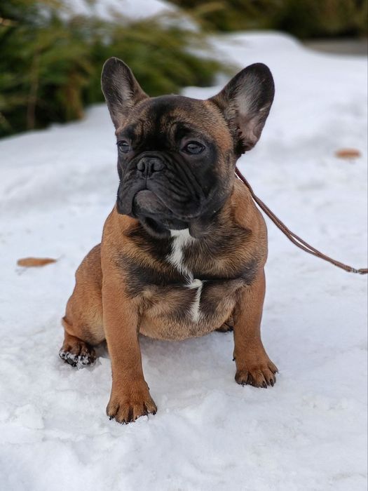 Дівчинка    Кіра