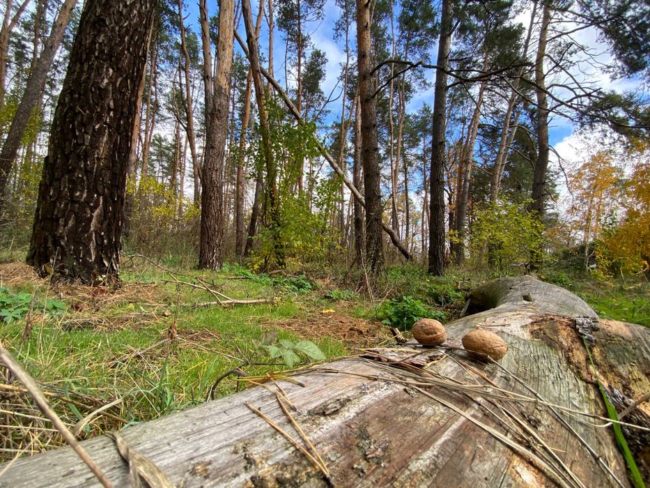 Земля для будівництва 30 сот, під лісом. Передмістя Черкас Геронимівка