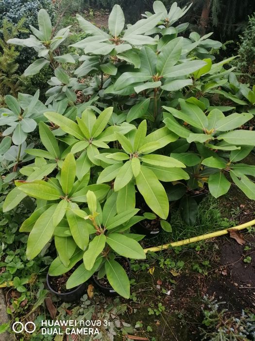 Рододендрон Аркадіус, Емануела, Дотелла Акція, великі