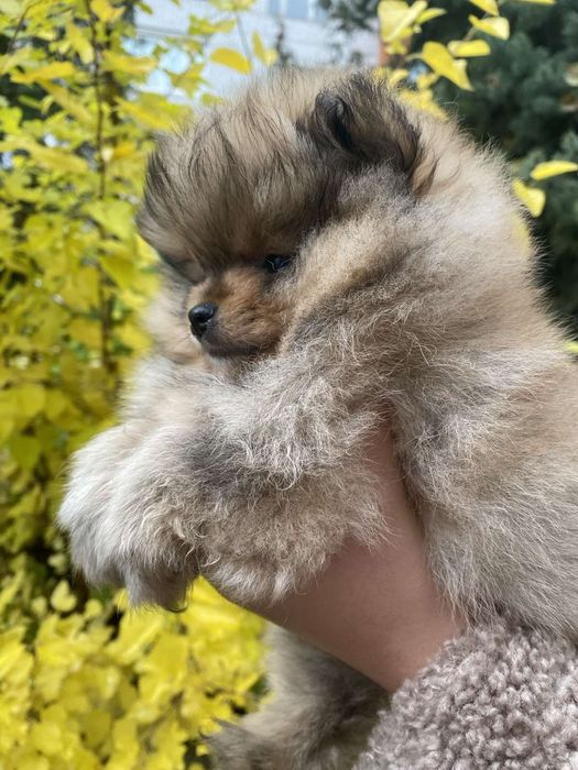 Шпіц дівчинка міні