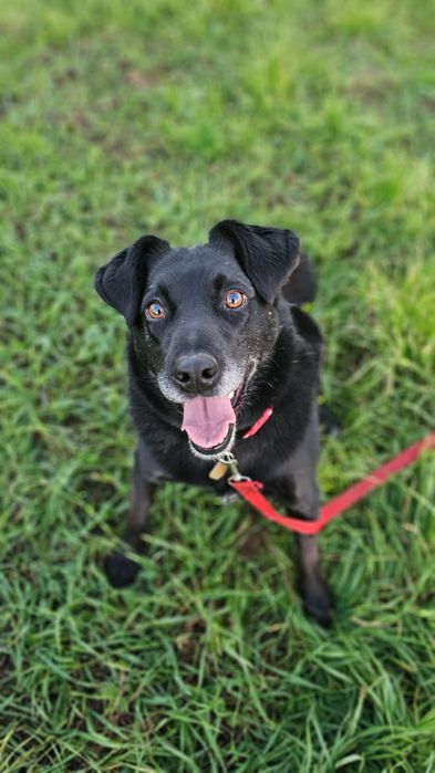 Harry - pies, który większość życia spędził w schronisku