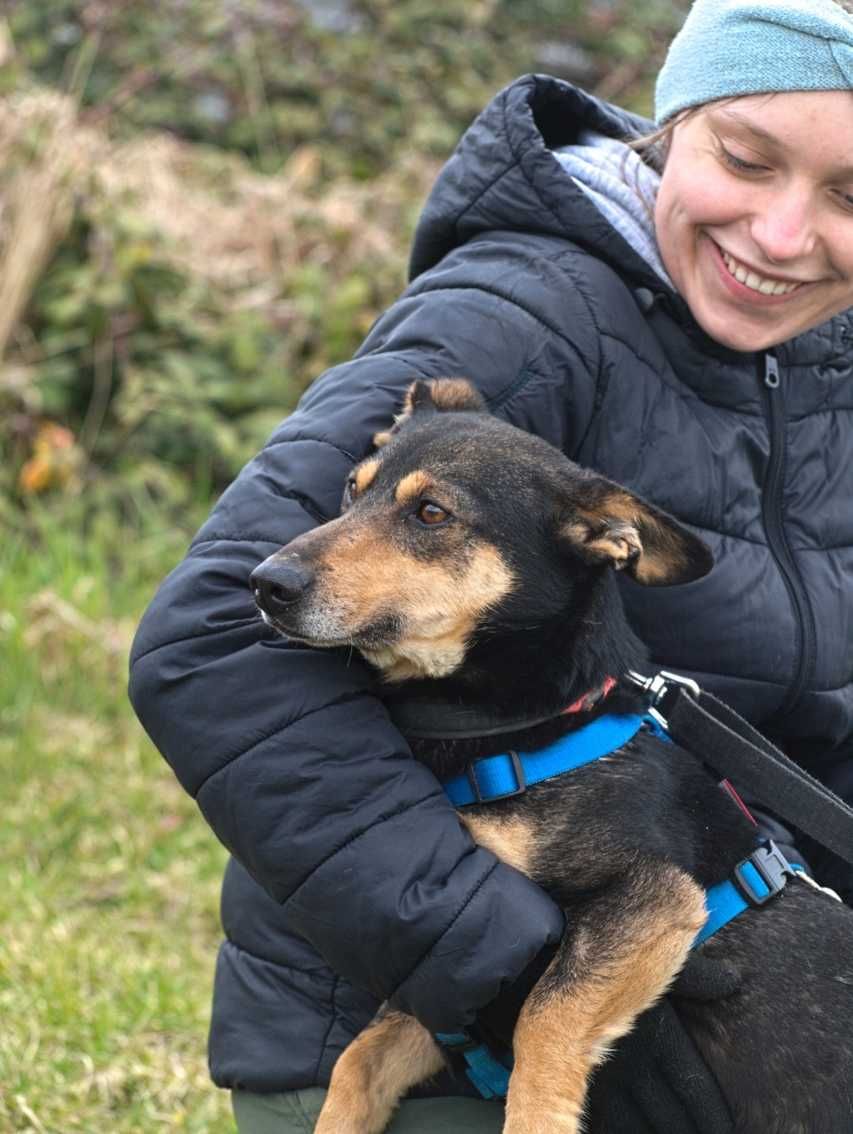 Plag - uroczy, przyjazny w typie jamnika - adopcja.