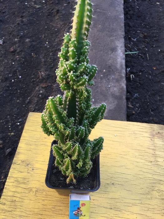 Кактус великан и другие суккуленты