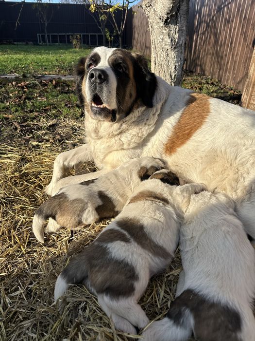 Щенки Московские стороживые
