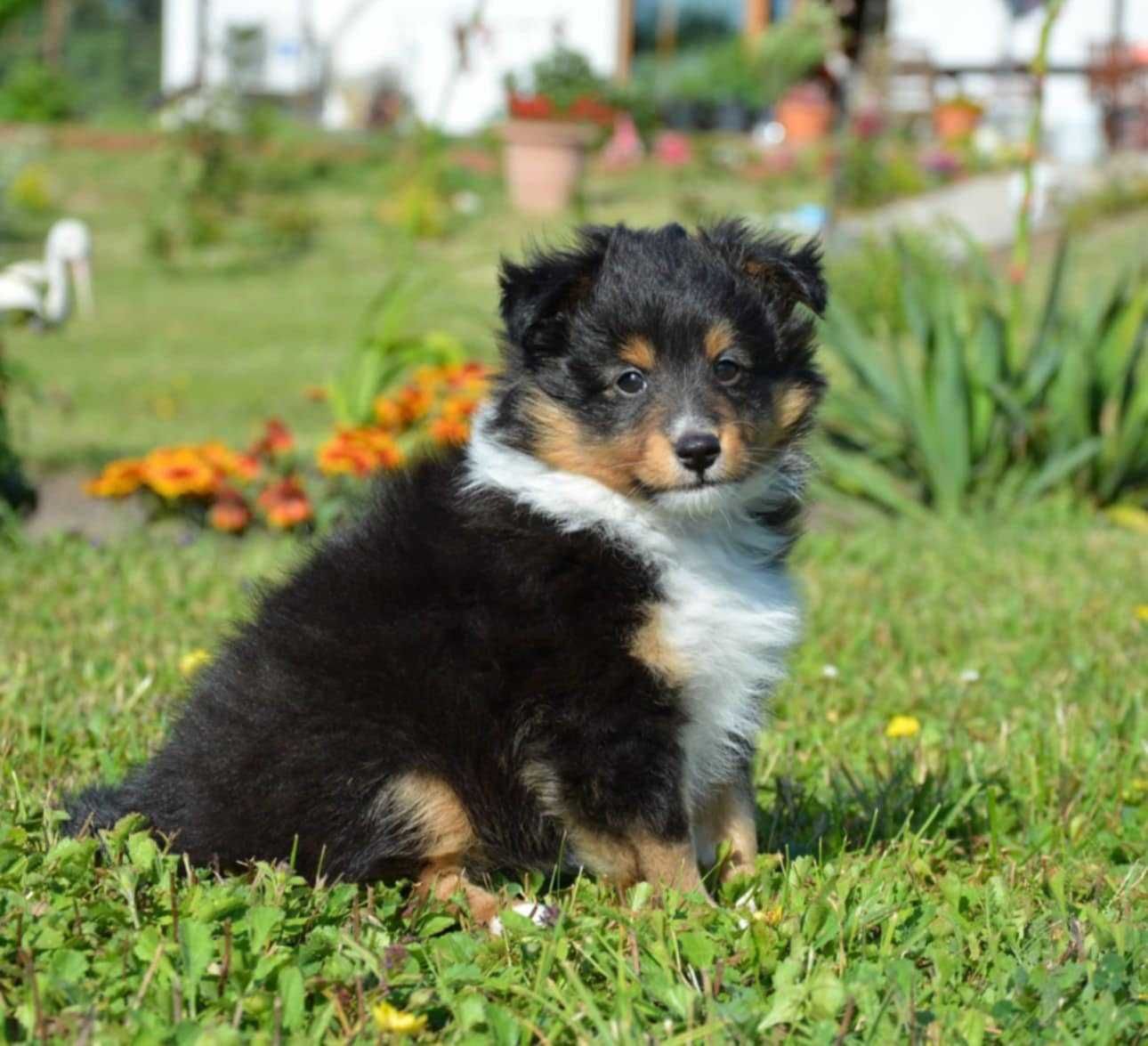 Owczarek Szetlandzki Sheltie Piesek trikolor ZKwP/FCI