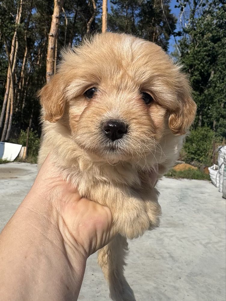 Pomapoo pudel miniaturowy pomeranian
