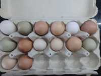 Vendo ovos de galinha galados azuis, brancos e outros...