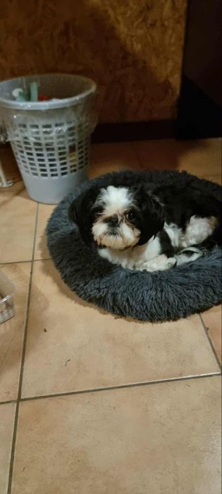 Shih tzu sunia przytulas