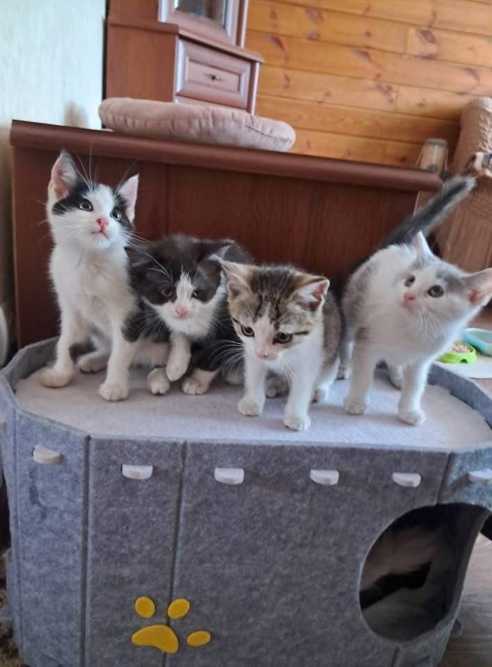 Кошенята в люблячі родини
