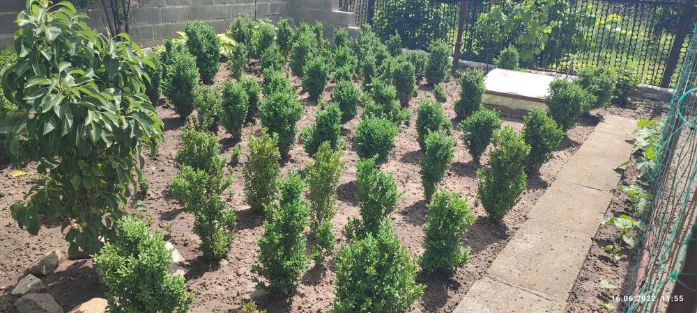 Самшит вічнозелений 2025