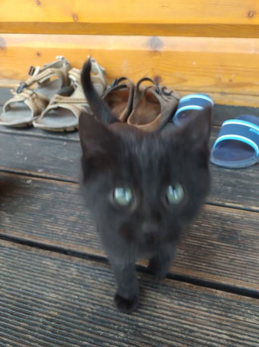 Kotki 3 miesięczne do oddania