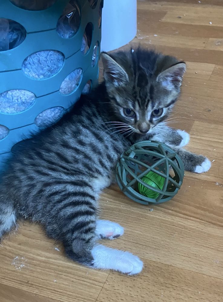 Kotek do adopcji 3 miesięczny