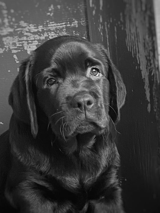 Суперові цуценята! Чорні лабрадори.