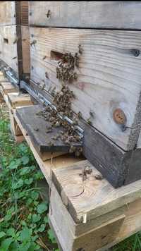Бджолопакети, відводки, бджоли
