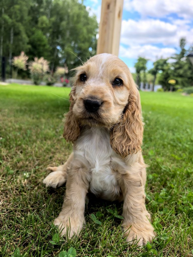 Ostatni piesek  cocker spaniel