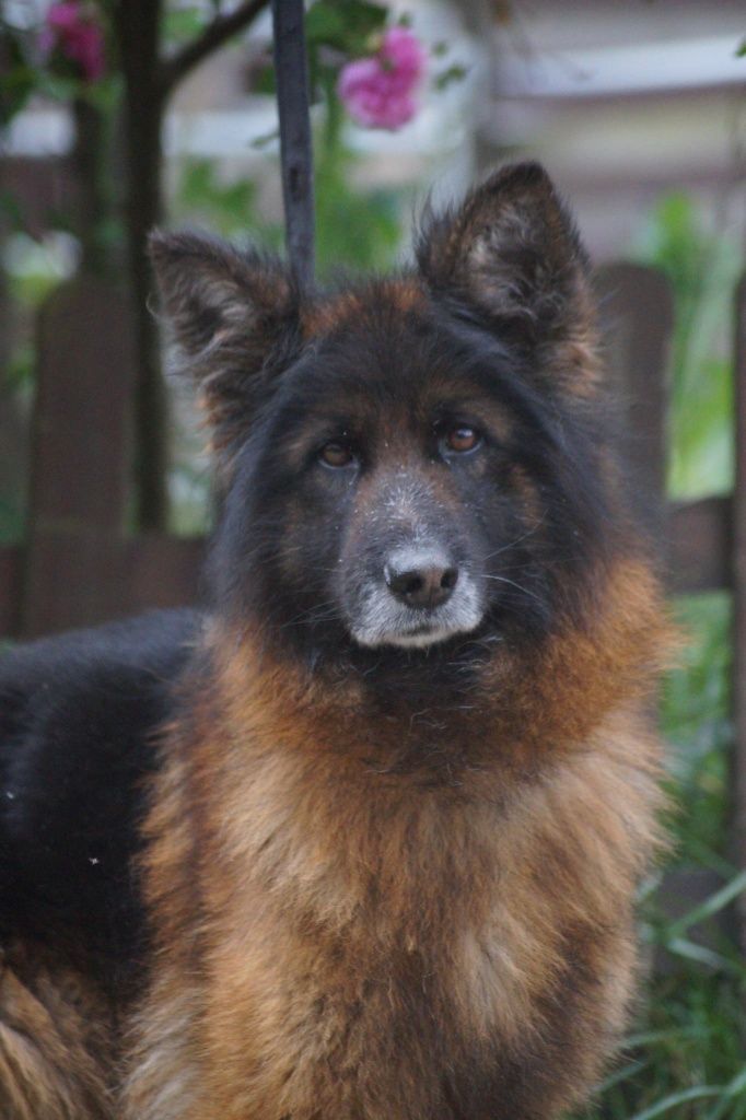 Nera- cudowna suczka owczarek niemiecki do adopcji