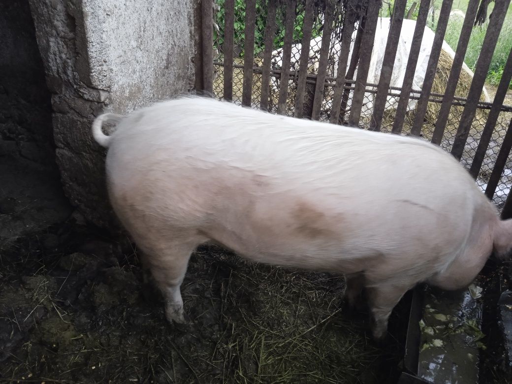 Продам домашню свиню