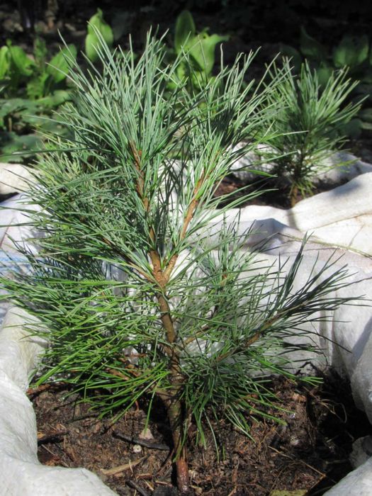 Сибирский кедр. Саженцы