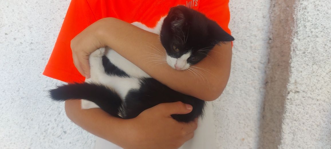 Gatinho macho 3 meses preto e branco
