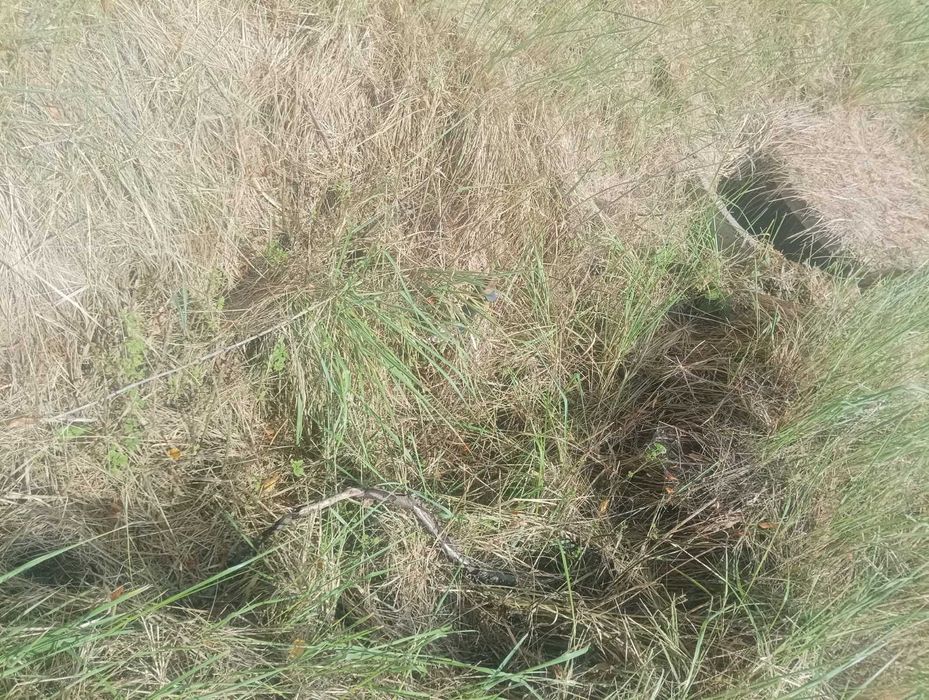 Działka budowlana uzbrojona z własnym lasem 2000 m2 Rościnno