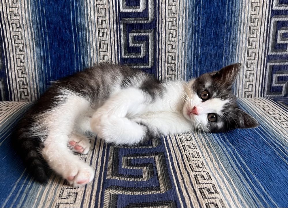 Котик 2 місяці безкоштовно