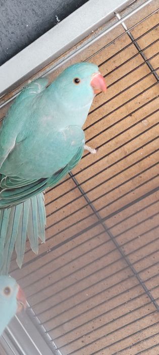 Ring neck verdes e azuis 2025 LER DISCRIÇÃO