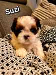 Piękny szczeniak Shih Tzu z rodowodem