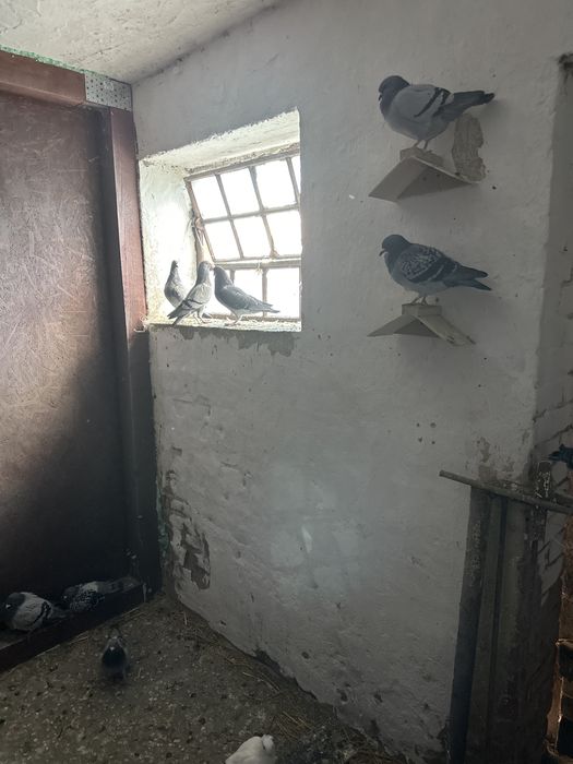 Sprzedam gołebie pocztowe z 2025