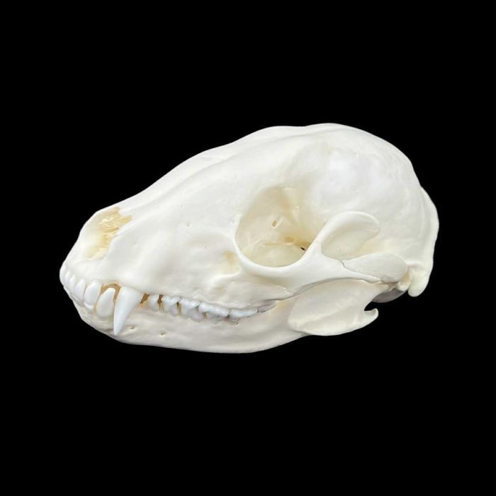 Czaszka szopa pracza, model anatomiczny