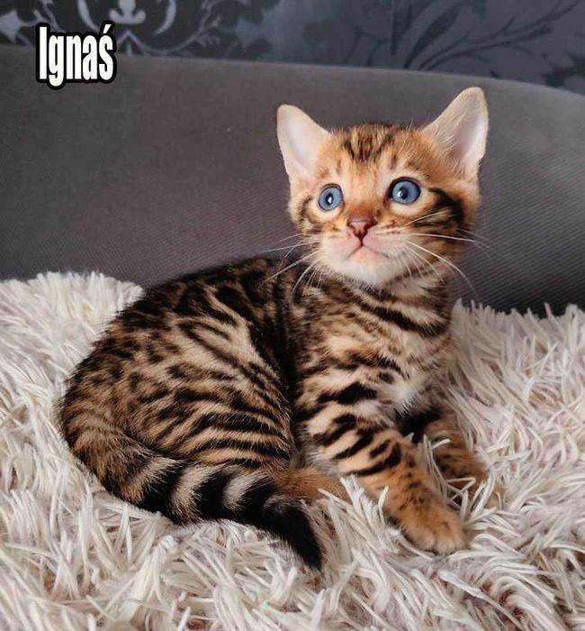 Kocurek bengalski z rodowodem