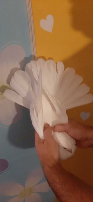 Orlik polski biały - Orliki polskie białe