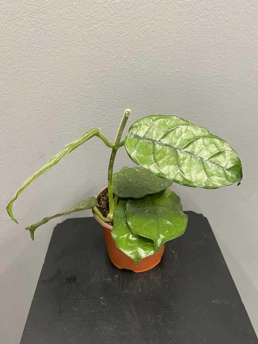 Hoya Villosa Hoja