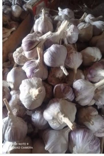 Продам чеснок домашний