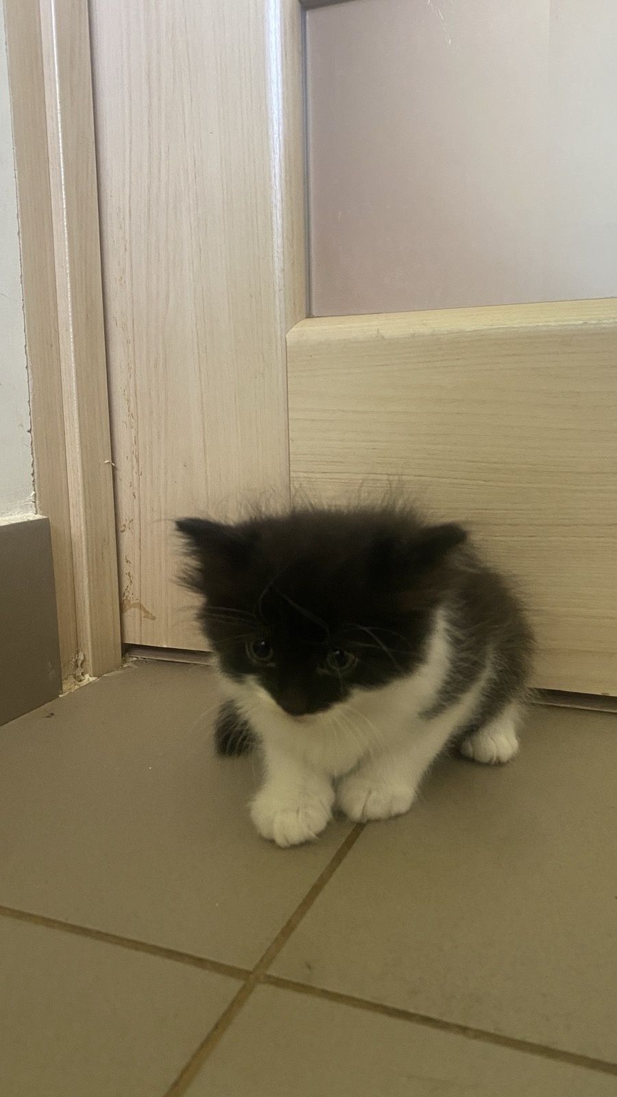 Віддам в добрі руки котиків