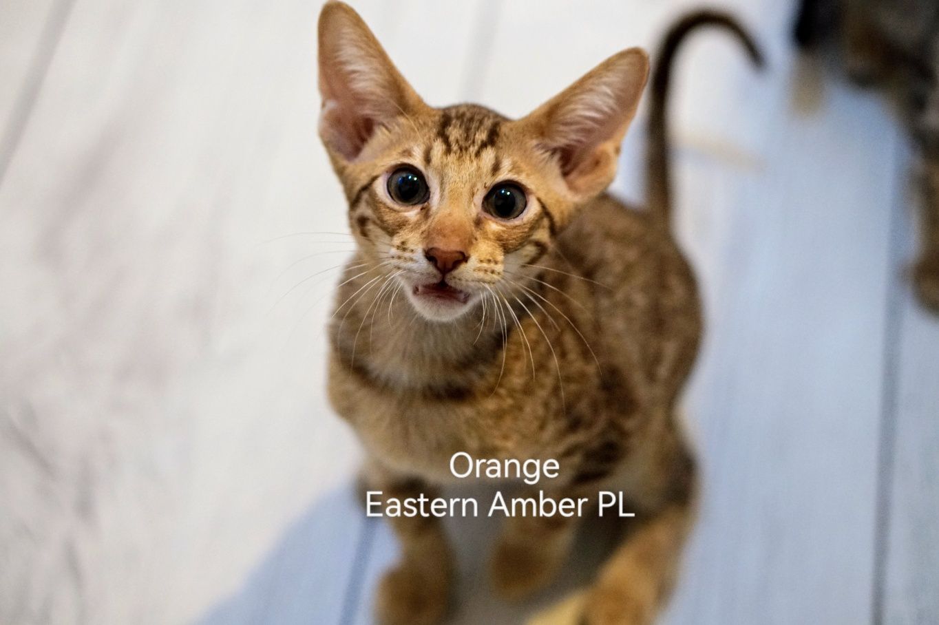 Peterbald kocurek orientalny gotowy do zmiany domku